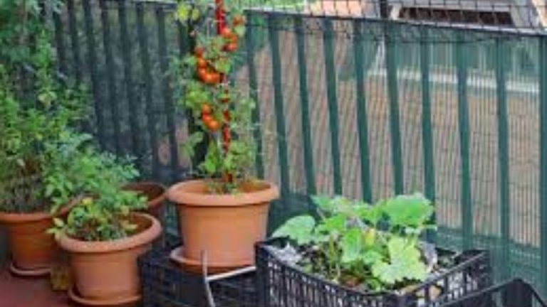How to Grow a Garden in Your Balcony