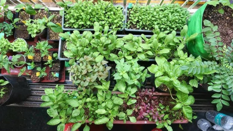 how to create a balcony vegetable garden